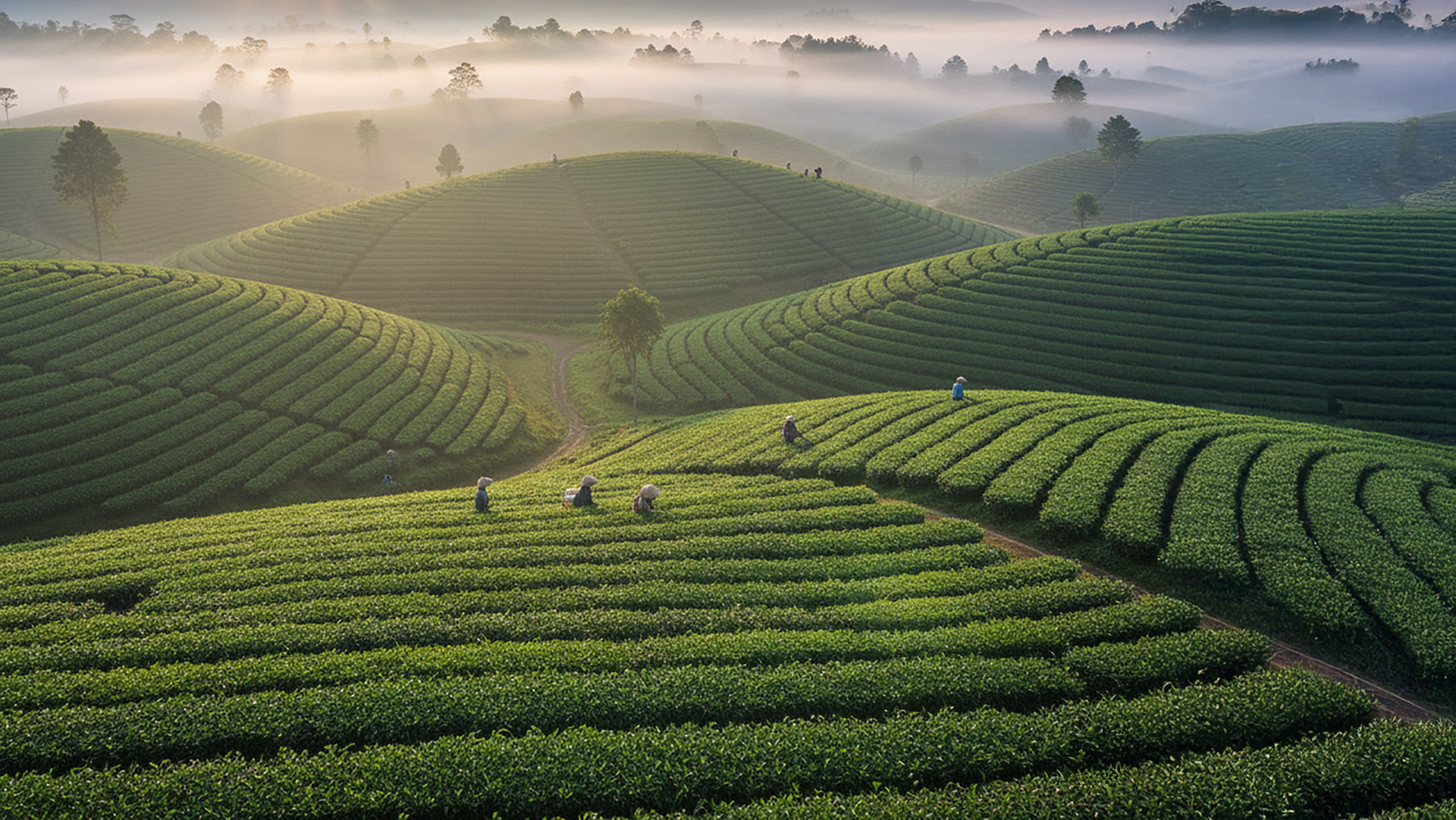 Corporate incentive travel Bandung tea fields